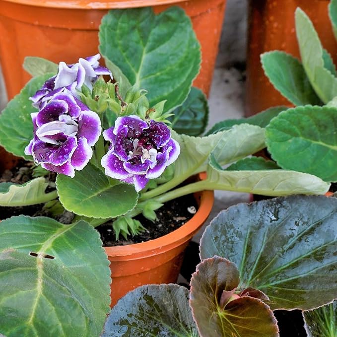African Violet Potting Soil Mix 2qt, Pre-Mixed Acid Soil Ideal for African Violets to Ensure Optimal Nutrient Uptake and Vibrant Blooms