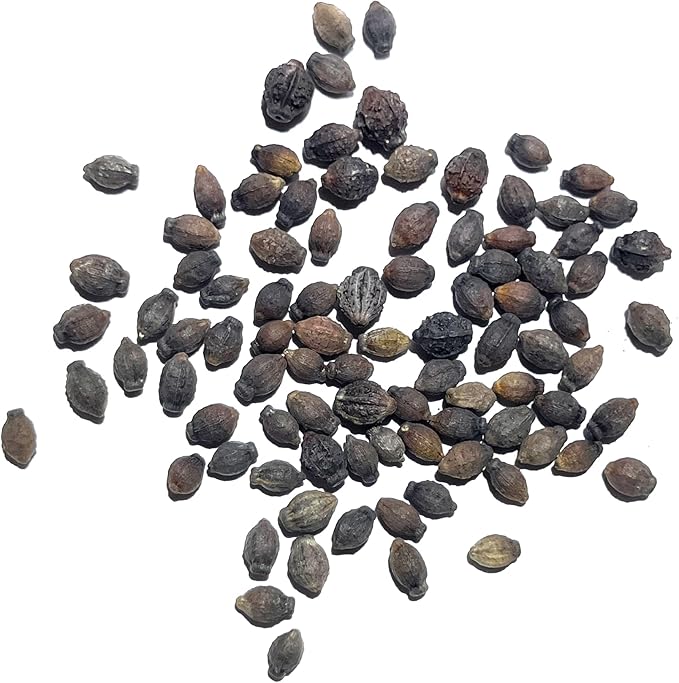 Seed Needs, Yellow Four O' Clock Seeds - 60 Heirloom Seeds for Planting Mirabilis Jalapa - Tender Perennial Flowers to Attract Butterflies, Hummingbirds & Other Pollinators (2 Packs)