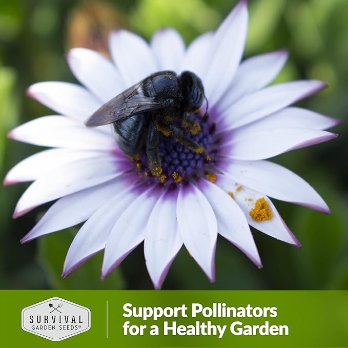 2 Packs Cape Daisy Seed for Planting - Packet with Instructions to Grow Beautiful White & Purple Osteospermum in Your Home Flower Garden - Non-GMO Heirloom Variety - Survival Garden Seeds