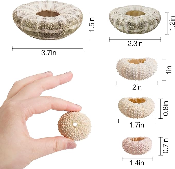 5 Pack Mini Sea Urchin Shell Air Plant Holders- 1.4-3.7 Inch Decorative Airplant Pot, Tabletop Air Tillandsia Succulent Display Container for Home Garden Decor Beach Theme Party Favors (No Plants)