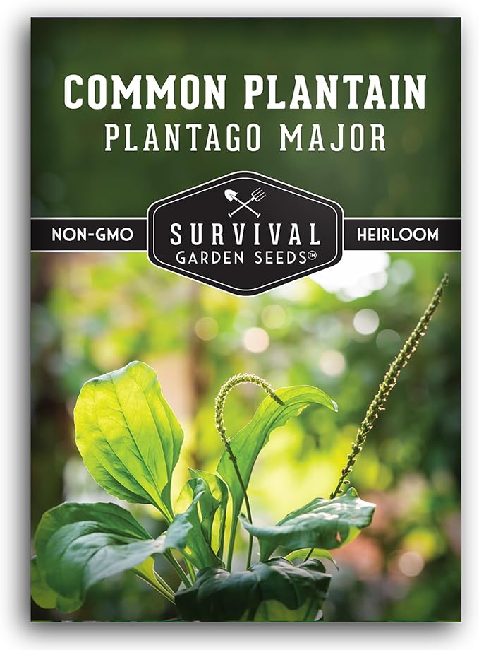 Common Plantain Seeds for Planting - 1 Packet with Instructions to Plant and Grow Plantago Major in Your Home Garden - Non-GMO Heirloom Medicinal Herb - Survival Garden Seeds