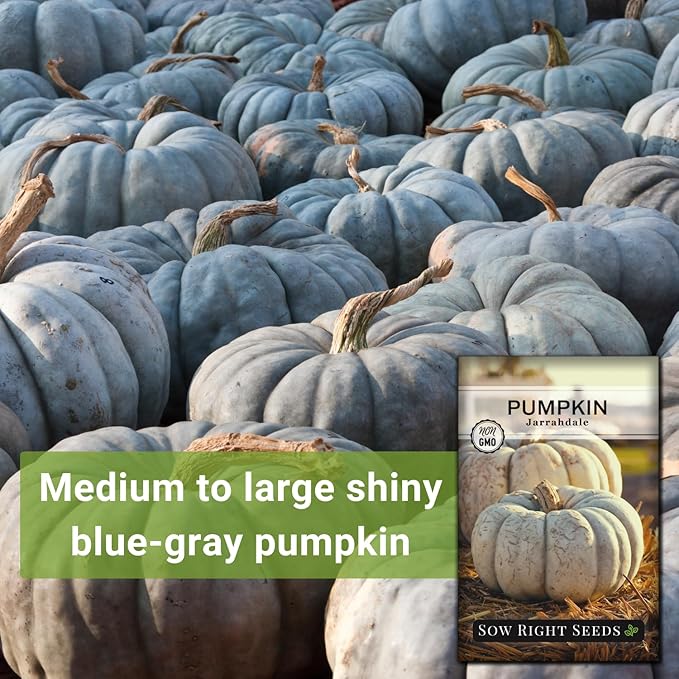 Sow Right Seeds - Jarrahdale Pumpkin Seeds for Planting - Non-GMO Heirloom Packet with Instructions to Plant & Grow an Outdoor Home Vegetable Garden - Unique Grey Blue Variety - Fall Decor (1)