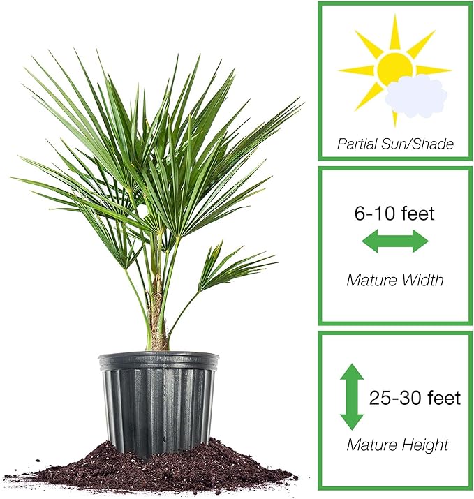 Windmill Palm in 3 Gal. Grower's Pot | Cold Hardy Tropical Tree | Low Maintenance | Drought Tolerant