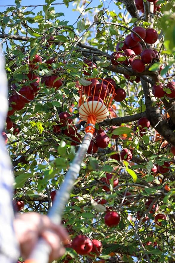 21ft Reaching Fruit Picker with Lightweight Rigid Pole – Patented Compact Foldable Design with Twist on Head – 2 in 1 Combo Pack – MESH Carrying Bag Included