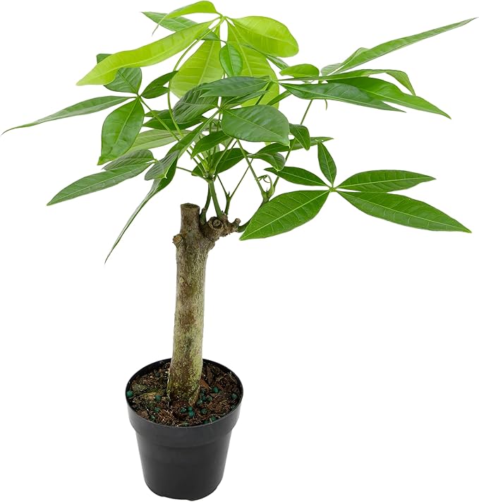 Live Money Tree Plant, Pachira Aquatica Money Tree, Feng Shui Money Tree Pachira Aquatica Plant, Pachira Plant Bonsai Tree in Planter Pot With Soil, Plants for Pets, 2.5-inch pot