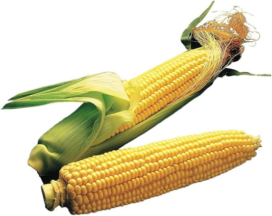Burpee Illini Xtra Sweet Sweet Corn Seeds 200 seeds