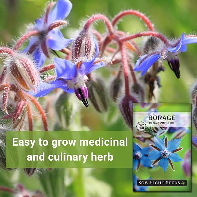 Sow Right Seeds - Borage Seed to Plant - Non-GMO Heirloom Seeds - Full Instructions for Easy Planting and Growing a Kitchen Herb Garden - Indoors or Outdoor - Great Gardening Gift (2)