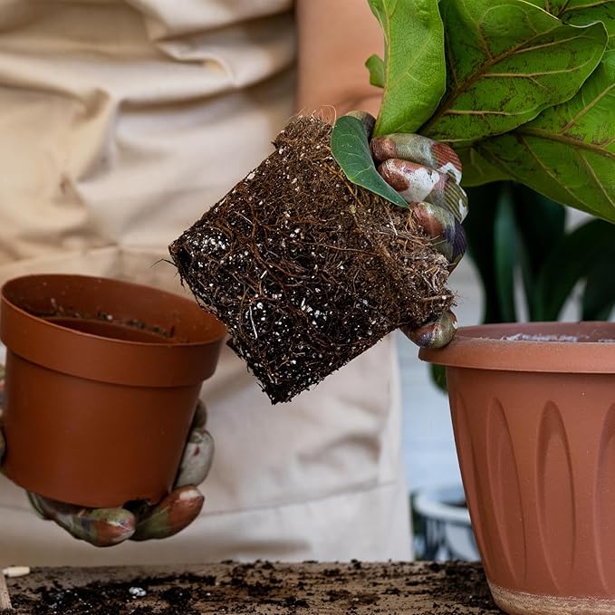 Organic Fiddle Leaf Fig Potting Mix 1qt, Indoor Plants Potting Mix for All Potted Ficus Lyrata Plant, Grow Healthy houseplants Indoors