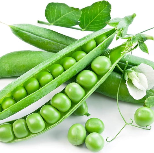 Peas Little Marvel Sweet Dwarf Bush Pea 50 Seeds (Pisum sativum) No GMO – Open Pollinated - Heirloom