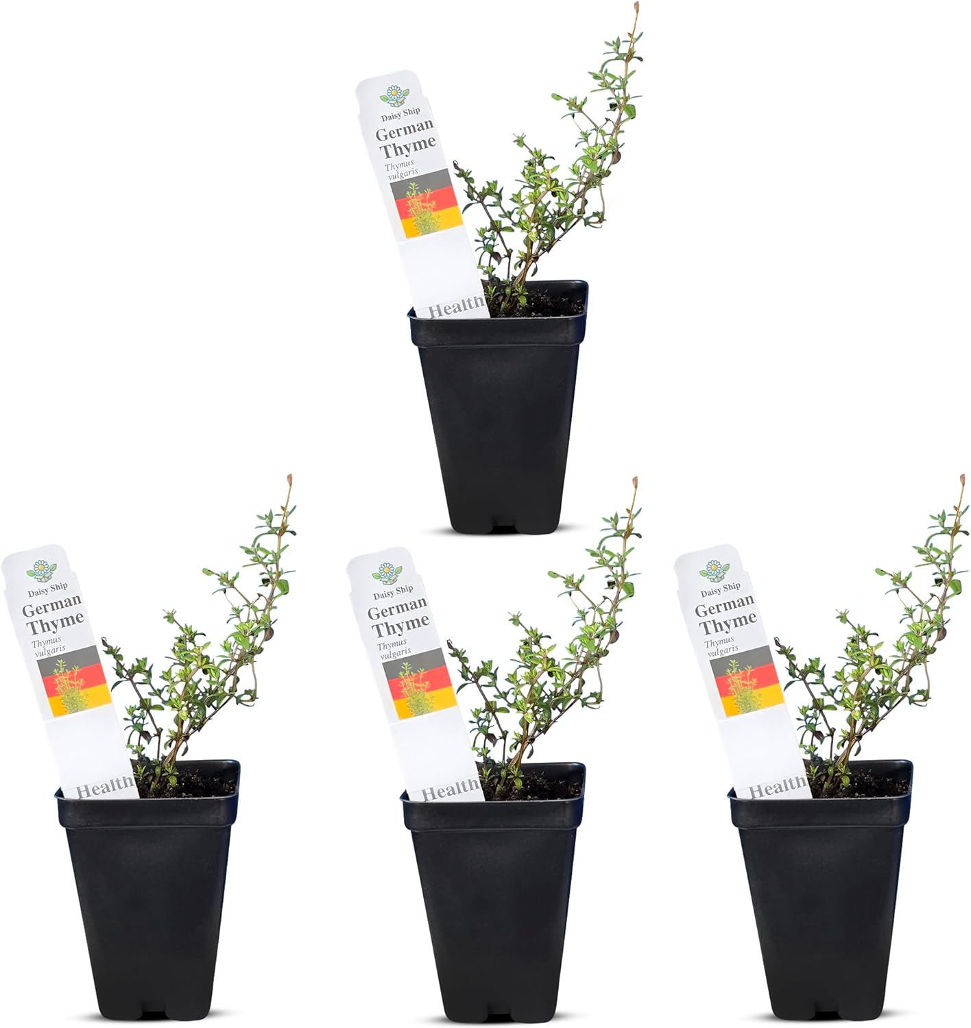 German Thyme Plants - Perfect for Indoor or Outdoor Gardening, High in Antioxidants, Fragrant and Flavorful Herb (4 ger Thyme Cups)
