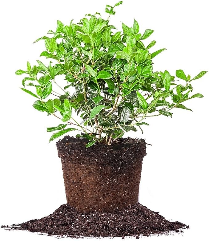 Spring Bouquet Viburnum - Size: 3 Gallon, Live Plant, Includes Special Blend Fertilizer & Planting Guide