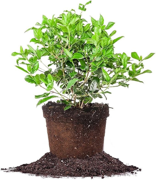 Spring Bouquet Viburnum - Size: 3 Gallon, Live Plant, Includes Special Blend Fertilizer & Planting Guide