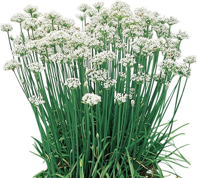 Burpee Garlic Organic Chives Seeds 300 seeds