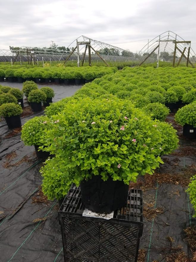 Spiraea jap. 'Little Princess' (Spirea) Shrub, #3 - Size Container