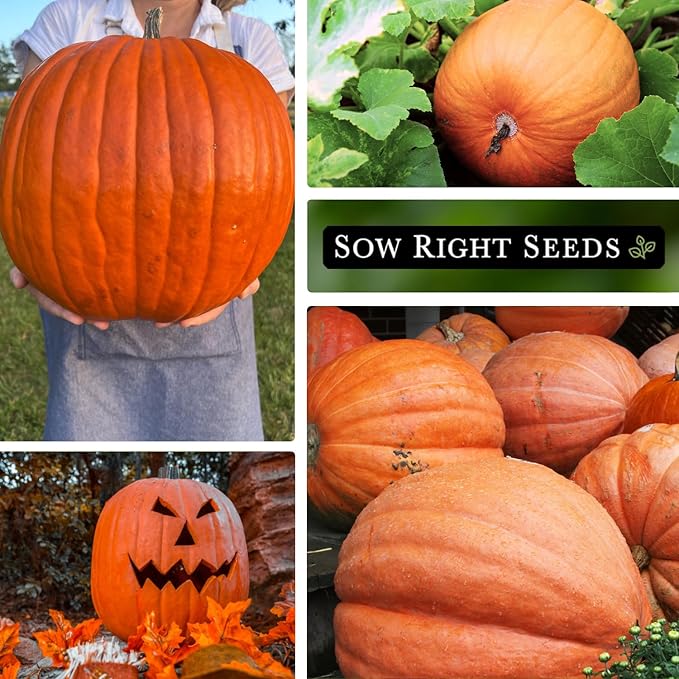 Sow Right Seeds - Big Max Pumpkin Seeds for Planting - Non-GMO Heirloom Packet with Instructions to Plant a Home Vegetable Garden - Decorative Autumn Variety for Carving - Giant Fast Growing (1)