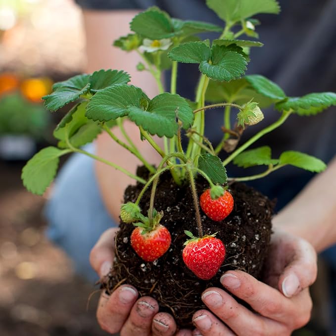 Organic Strawberry Soil Mix 4qt, Indoor Plants Potting Mix for All Potted Strawberry, Grow Healthy houseplants Indoors