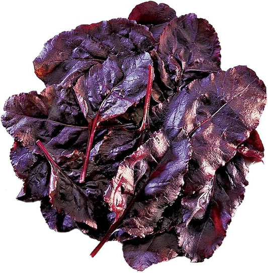 Burpee Bull's Blood (Heirloom) Beet Seeds 200 seeds
