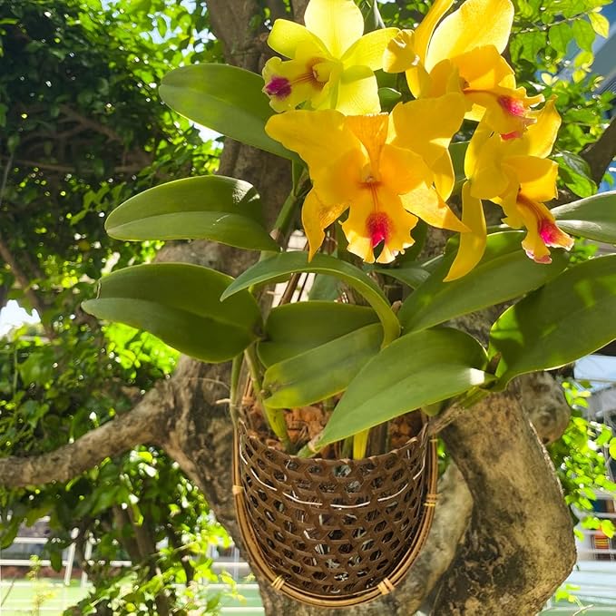 Handmade 100% Thai Bamboo 6 Inch Signature Super Sanctuary SIAM Orchid Hanging Basket with Nursery Grade Coconut Shell Staves Coir Pith Sponge & Husk Mulch