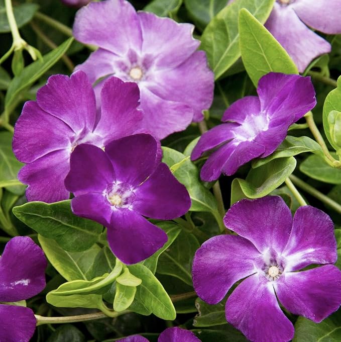 1000+Perennial Vinca Periwinkle Flower Seed for Planting-Non-GMO Heirloom Annual Ground Cover Seeds
