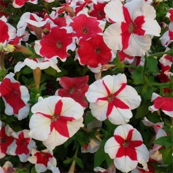 Garden Plants Flower Seeds 2000+ White Red Scarce Rare Phantom Petunia Flower Seeds
