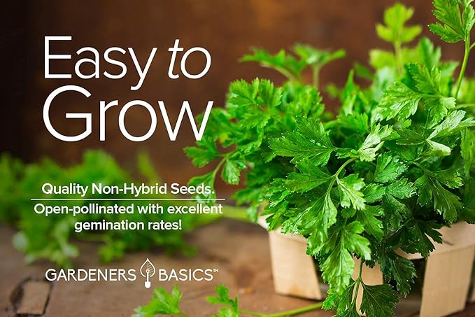 Gardeners Basics, Parsley Seeds for Planting, Italian Flat Leaf is A Heirloom, Open-Pollinated, Non-GMO Herb Variety- Great for Indoor and Outdoor Gardening and Herbal Tea Gardens