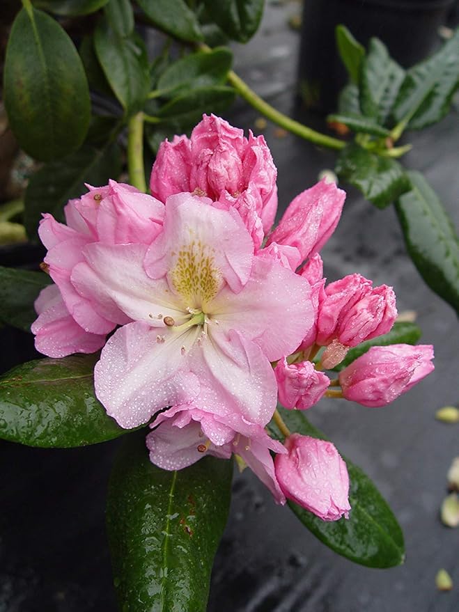 Rhododendron 'Scintillation' (Rhododendron) Evergreen, soft pink, #2 - Size Container