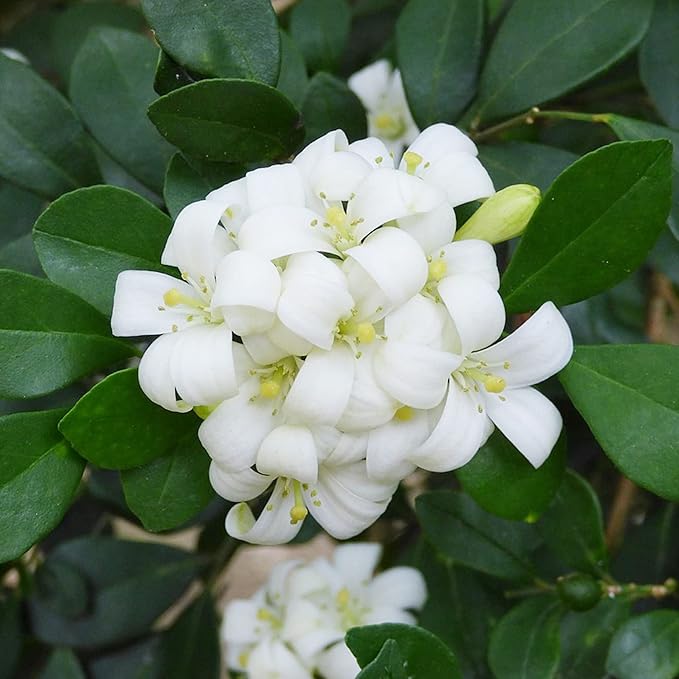 Murraya Paniculata Seeds Orange Jessamine Broadleaf Evergreen Tree or Shrub Fragrant Ornamental Fruit Hedge Screen Outdoor 5Pcs Flower Seeds by YEGAOL Garden