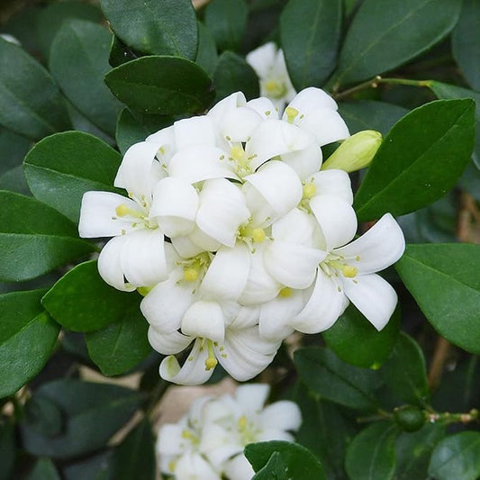 Murraya Paniculata Seeds Orange Jessamine Broadleaf Evergreen Tree or Shrub Fragrant Ornamental Fruit Hedge Screen Outdoor 5Pcs Flower Seeds by YEGAOL Garden