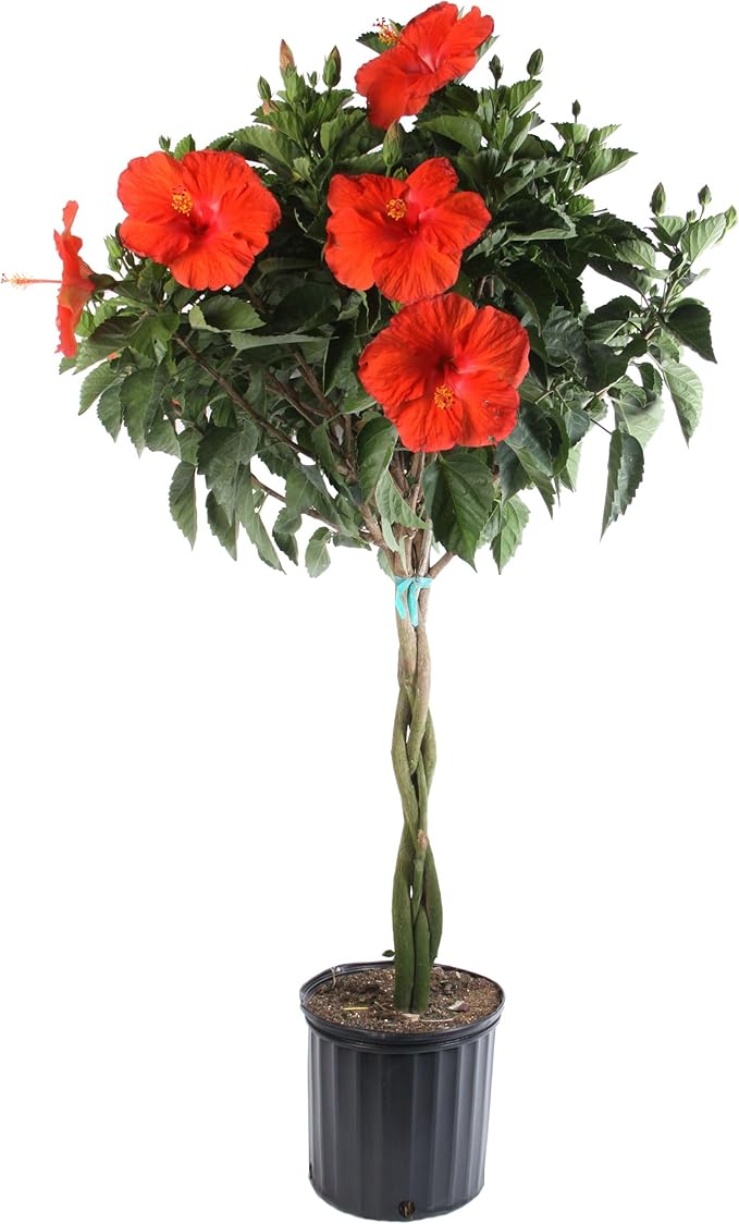 Costa Farms Live Premium Braided Hibiscus, Outdoor Plant Grower's Choice Color, 42-Inches Tall