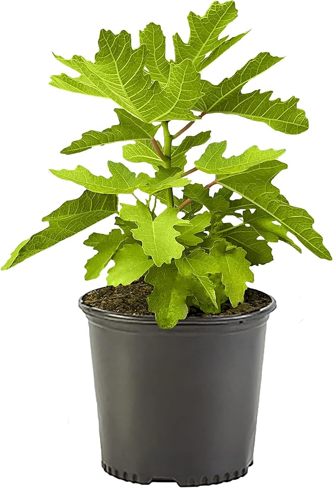 1 Gallon Fig Black Mission Shrub