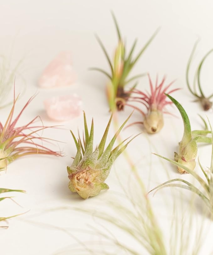Shop Succulents Bromeliad Collection Hand Selected Variety of Tillandsia Ionantha, Purifying Live Indoor Air Plants