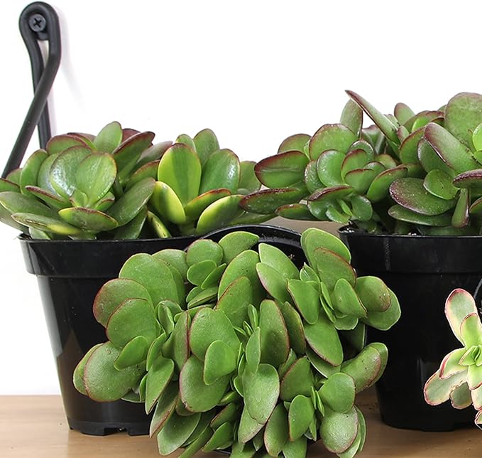 Altman Plants Classic Jade Plant Pack (3PK) Easy Plants, Variegated 'Mosaic' Jade Plants, Lemon Lime Succulent Plants, Live Succulents, Live Plants & Live House Plants in 3.5" Pots with Succulent Soil