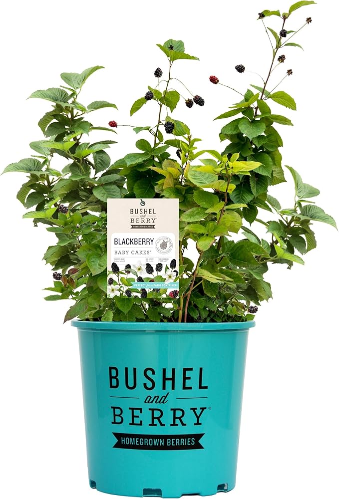 2g Bushel and Berry BlackBerry Baby Cakes