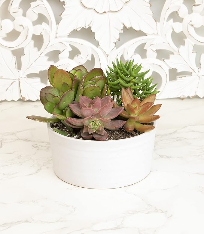 Succulents Plants Live in Garden Succulent Planters, Live Succulent Plants Live Plants in White Planter, Live Succulents Unique Gardening Gifts for Plant Lovers, Succulent Gifts by Plants for Pets