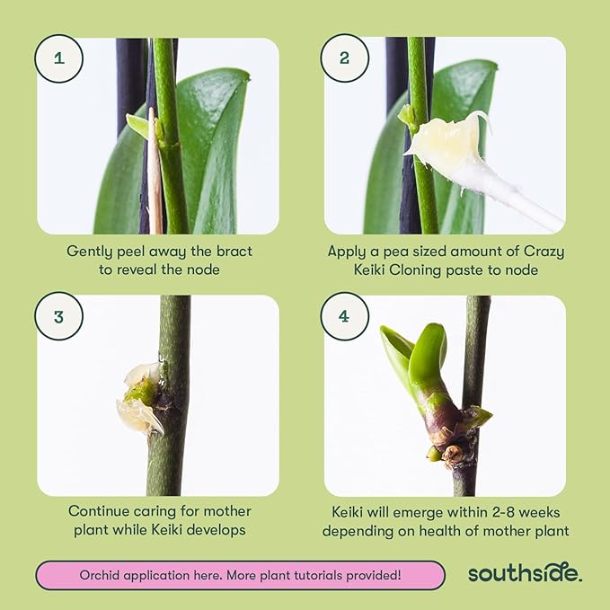 Keiki Cloning Paste by Southside Plants - Miracle Growth for Orchids & Houseplants - Generate New Life with Cytokinin, Hormones & Vitamins - 0.25oz