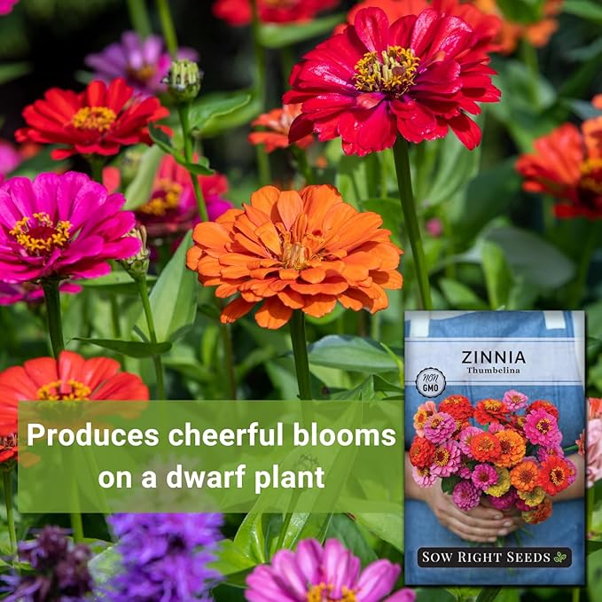 Sow Right Seeds - Thumbelina Zinnia Seeds for Planting - Beautiful to Plant in Your Flower Garden - Non-GMO Heirloom Packet with Instructions - Annual Cut and Come Again for Bouquets (3)