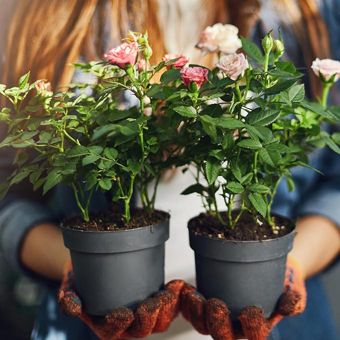 Organic Rose Soil Mix, Indoor Plants Potting Mix for All Potted Rose, Grow Healthy houseplants Indoors