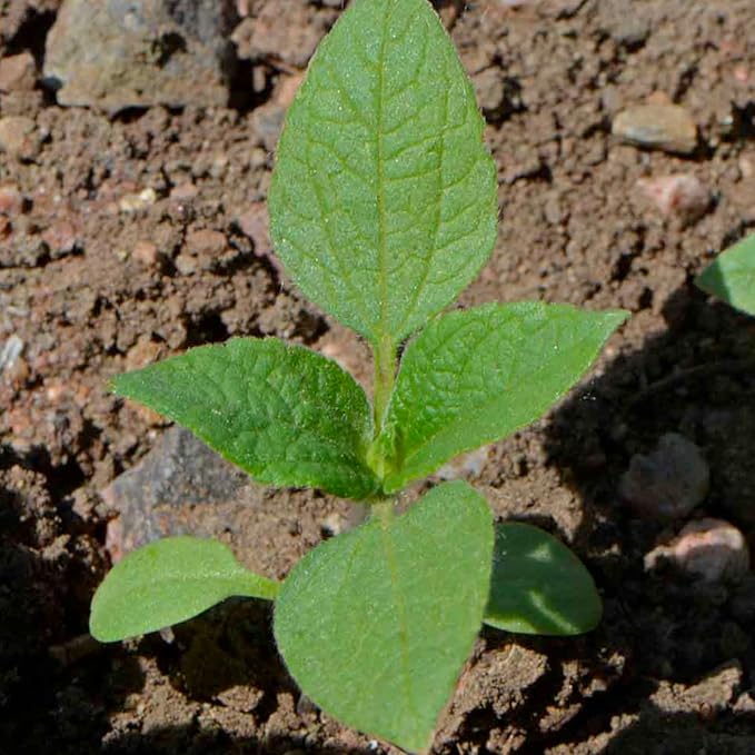 Seed Needs, Mexican Sunflower Seeds - 100 Heirloom Seeds for Planting Tithonia rotundifolia - Annual Wildflower That Attracts Pollinators/Butterflies (5 Packs)