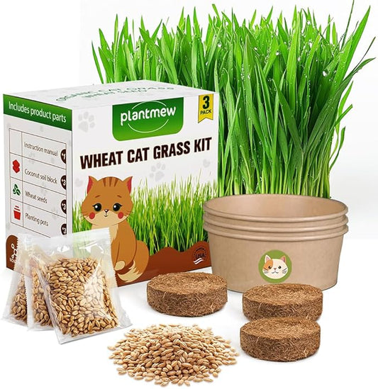 Cat Grass for Indoor Cats - Cat Grass Seeds Kit - Organic Cat Grass Growing Kit with High Germination Organic Wheat Seeds, Soil, and Planting Tools - Natural Hairball Control and Digestion Remedy