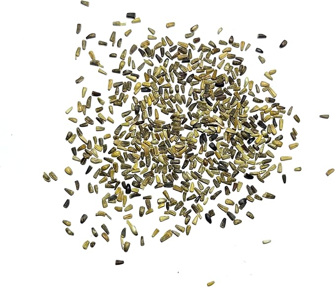 Seed Needs, Chicory Seeds - 500 Heirloom Seeds for Planting Cichorium intybus - Blue Floweres/Wildflowers, Non-GMO & Untreated, Italian Dandelion (5 Packs)