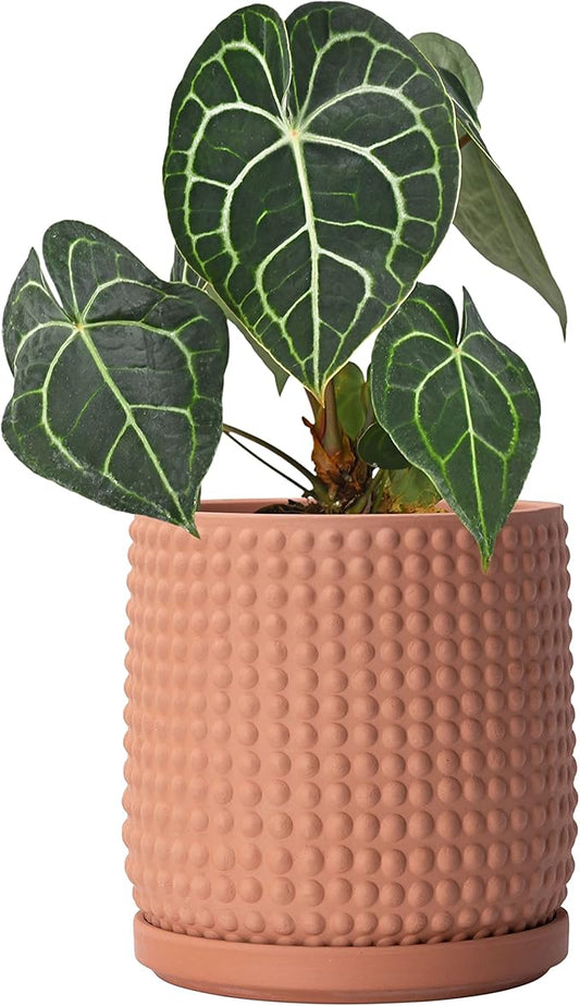 D'vine Dev 6 Inch Terracotta Beaded Planter Pot - Flower Pot with Drainage Hole and Saucer for Indoor Succulent Plants or Flowers, Terracotta, 27-C-X-7