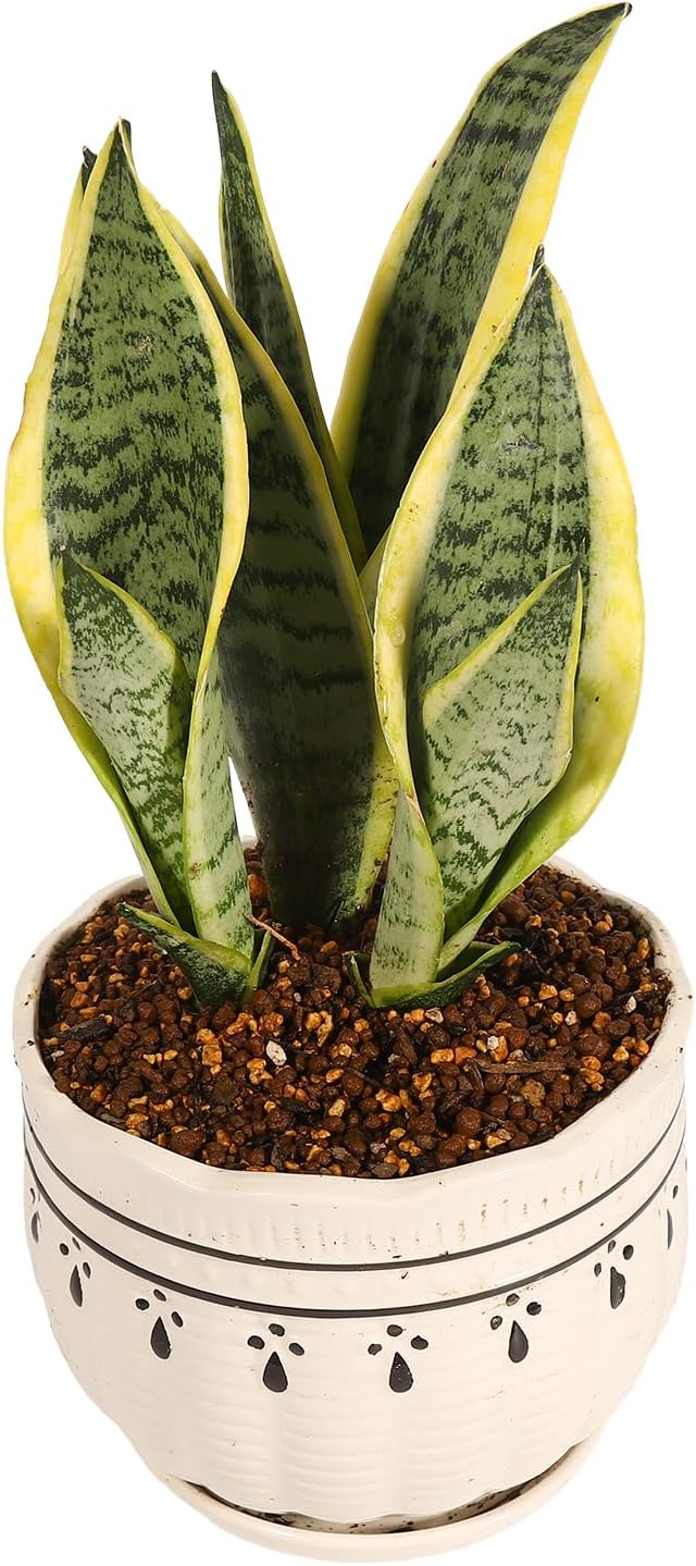 Tropical Plant Potting Soil Mix, for Snake Plants, pothos, Monstera, Fiddle-Leaf fig, and More - Highly draining granular Soil (6 L) Made in Japan