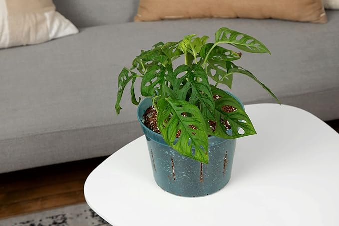 rePotme Orchid Pot -10 inch Slotted Clear Plant Pots - 3 Pack (Crystal Clear)