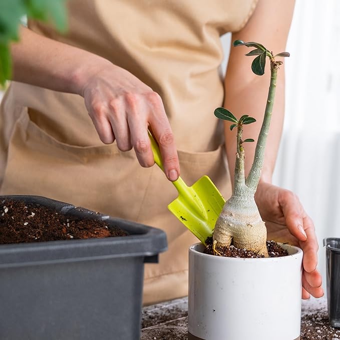 Organic Money Tree Soil Mix 4qt, Indoor Plants Potting Mix for All Potted Money Tree, Grow Healthy houseplants Indoors