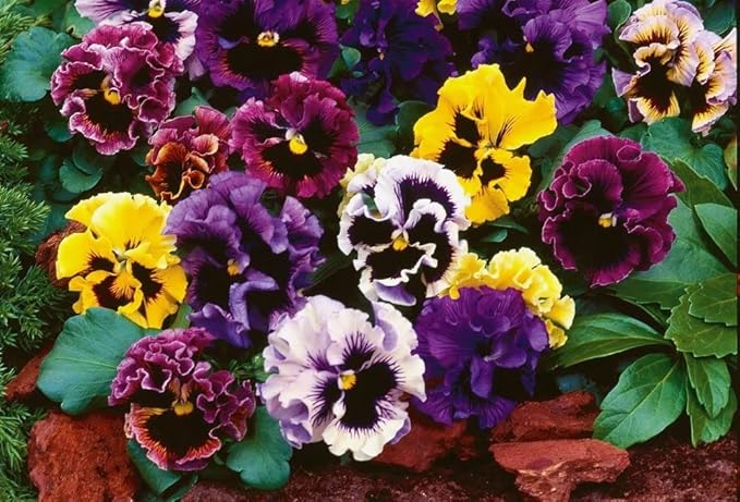 Ruffled Frilly Mixed Pansy Seed 40+ Seeds for Planting Frizzle Sizzle Flower