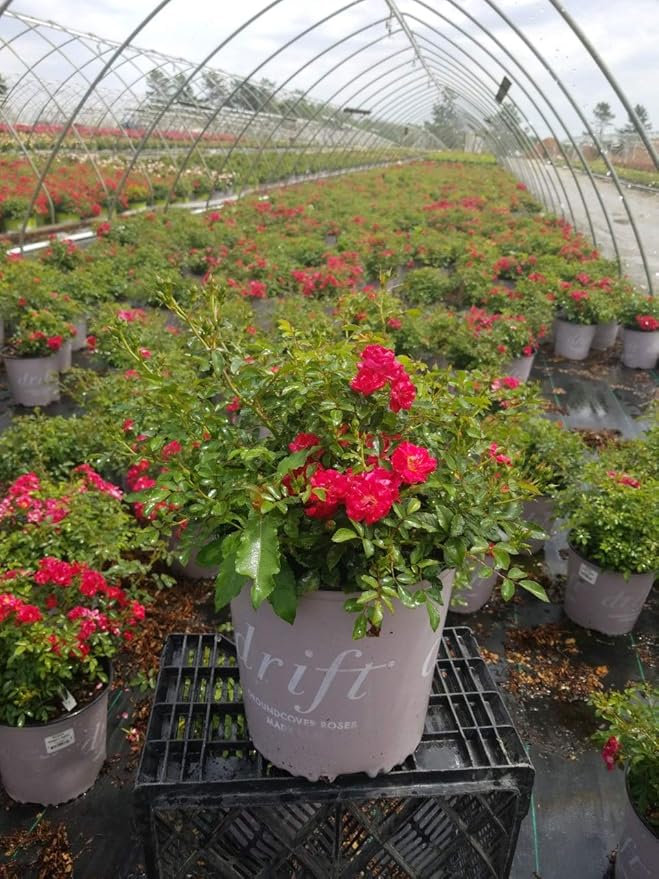 Drift Roses - Rosa Red Drift (Rose) Rose, double red flowers, #2 - Size Container