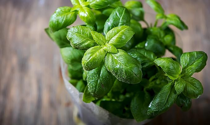 Large Leaf Italian Basil Seeds for Planting - Heirloom, Non-GMO, USA Grown - Premium Waterproof Packaging with Instructions