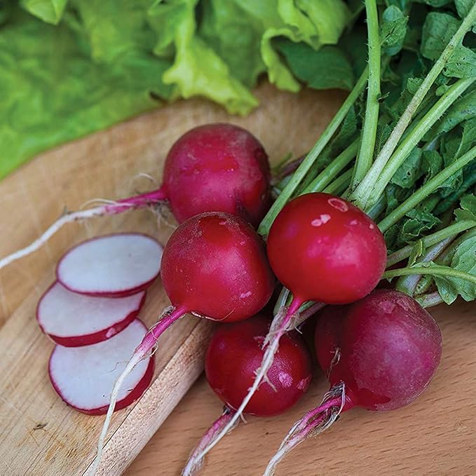 Burpee Cherry Belle Radish Seed Tape 100 per tape