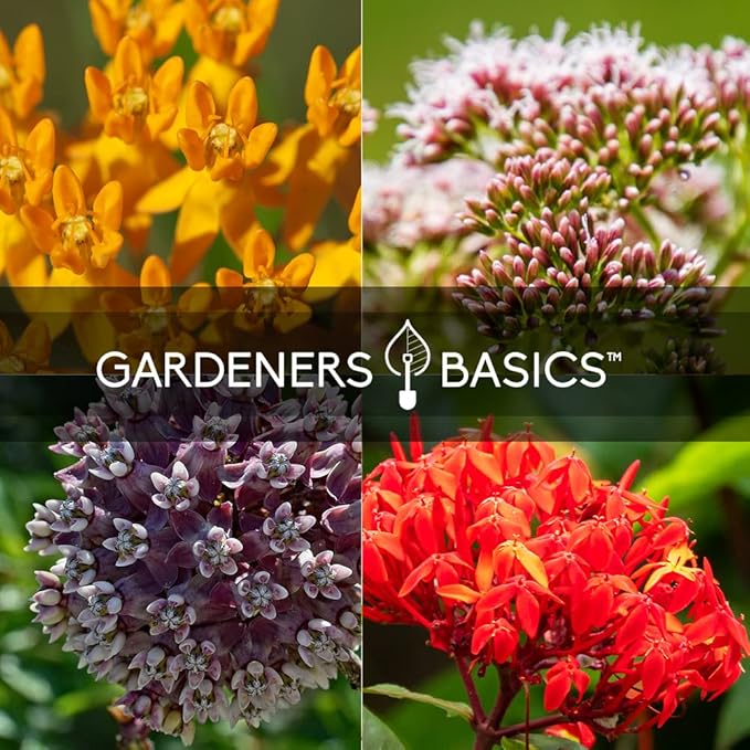 Gardeners Basics, Milkweed Seeds for Monarch Butterflies (4 Variety Pack) Common, Showy, Butterfly and Rose Varieties Attracts Butterflies, Bees and Pollinators Heirloom Flower Seeds Wildflower Seed