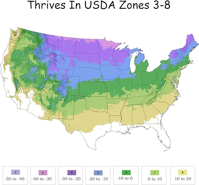 2 Gallon Proven Winners Spirea Double Play Doozie Shrub